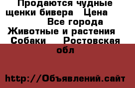 Продаются чудные щенки бивера › Цена ­ 25 000 - Все города Животные и растения » Собаки   . Ростовская обл.